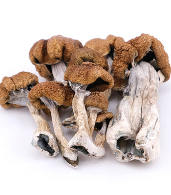 Psilocybe Cubensis Μανιτάρι