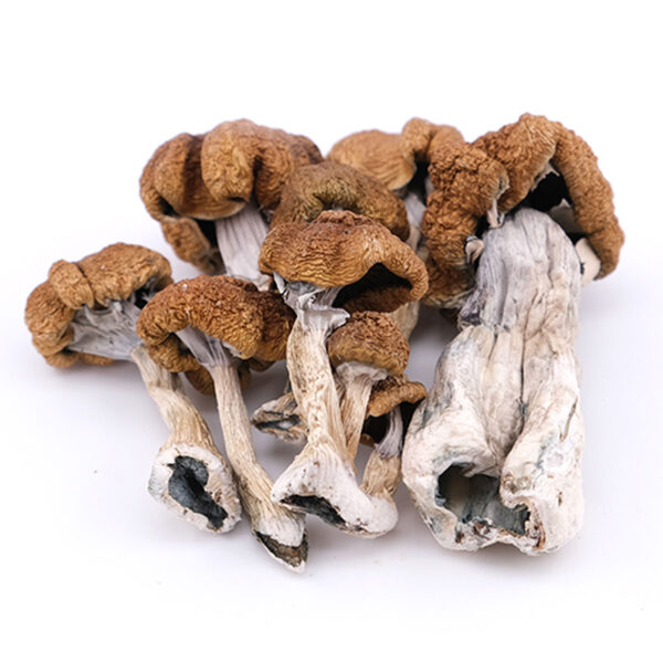 Psilocybe Cubensis Μανιτάρι