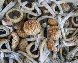 Buy magic mushrooms in Greece